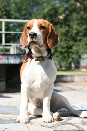 http://www.beagle.net.ua
